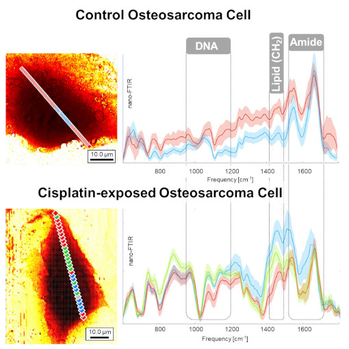 Chemotherapy Impact on a Single Cell IR neaSCOPE+s