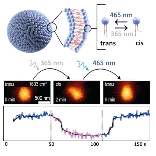 Photoswitching of Lipid Vesicles In Liquid IR neaSCOPE+s