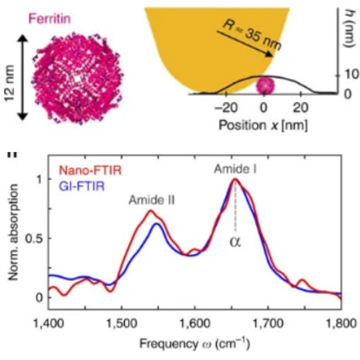 Secondary Structure of Single Proteins IR neaSCOPE+s
