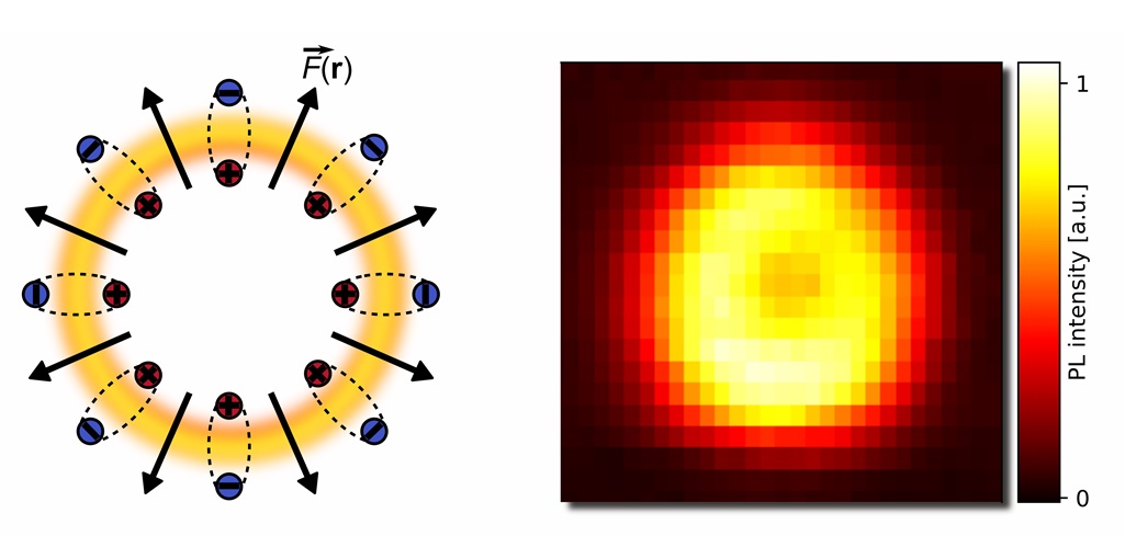 Shaping Exciton Wave Functions in 2D Semiconductors attoDRY800  LT APO