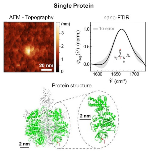 Single Protein IR Nanospectroscopy IR neaSCOPE+s