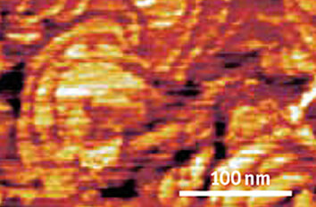 Conductive Tip AFM Measurements on Ruthenium ct   cryogenic atomic force microscope attoAFM