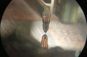 Near Field Scanning Microwave Microscope at 30mK ANPxyz100  ANPz51 for mK