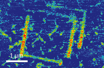 Piezoresponse Force Image on BFO cryogenic atomic force microscope attoAFM for PFM