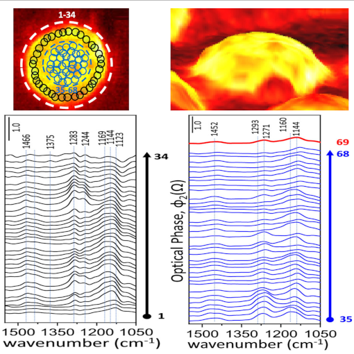 Molecular Identity of Catalytic Agent IR neaSCOPE+s