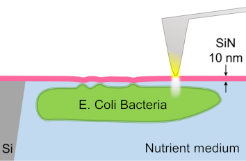 Imaging Live Bacteria In Liquid IR neaSCOPE+s